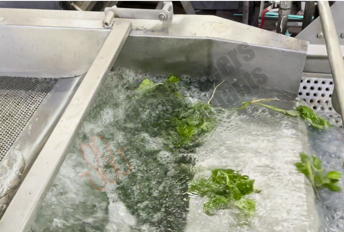 Leafy Green Vegetable Washing Line